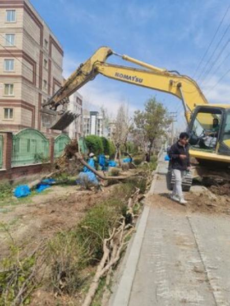 بریدن درختان در تهران،اخبار اجتماعی،خبرهای اجتماعی