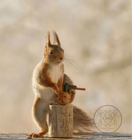 عکس های مینیمال سنجاب ها , عکس های سنجاب بامزه و زیبا