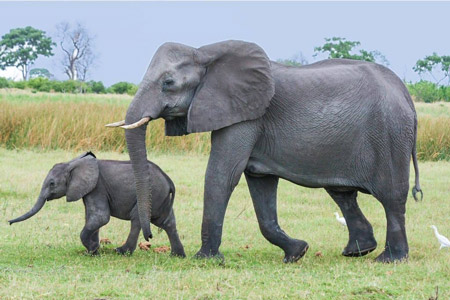روز جهانی فیل ,علت نامگذاری روز جهانی فیل,دلیل نامگذاری روز جهانی فیل چیست
