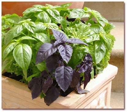 خواص چای ریحان خواص چای ریحان
