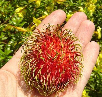 میوه رامبوتان , خواص رامبوتان