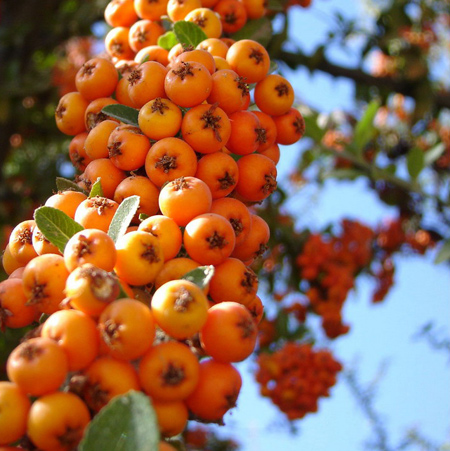[تصویر:  properties2-autumn-orange-fruits4.jpg]