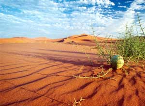 روز جهانی بیابان زدایی