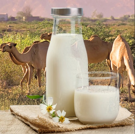فواید شیر شتر, محصولات شیر شتر, طریقه مصرف شیر شتر