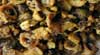 طرز تهیه جغور بغور