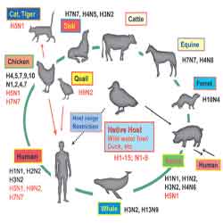 نکات مهم درباره بیماری آنفولانرای خوکی 1