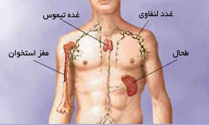 سیستم ایمنی بدن, تیموس, غده تیموس