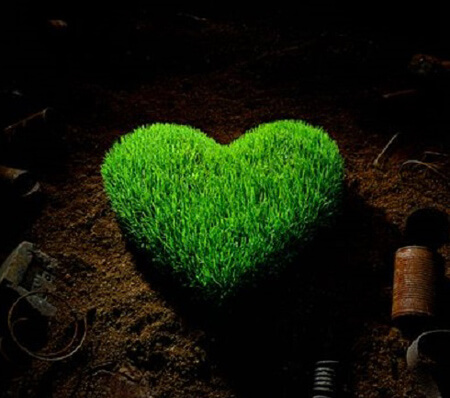 کاشت سبزه ی عید نوروز,مراحل کاشت سبزه به شکل قلب