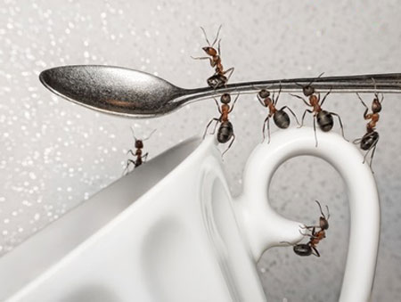 کاهش مورچه ها,موادی برای از بین بردن مورچه ها