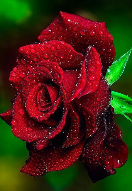گل های رز, عکس گل رز سرخ