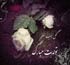 کارت پستال تبریک تولد