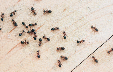 دشمن مورچه ها,از بین بردن مورچه های خیلی ریز