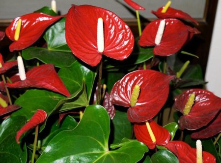 انواع گلهای قابل استفاده در دسته گل ها, گلهای قابل استفاده در دسته گل ها,گل انتوریوم