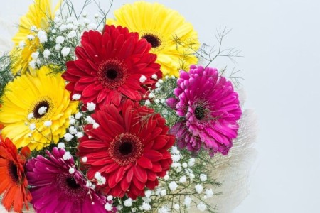 انواع گلهای قابل استفاده در دسته گل ها, گلهای قابل استفاده در دسته گل ها,گل ژربرا