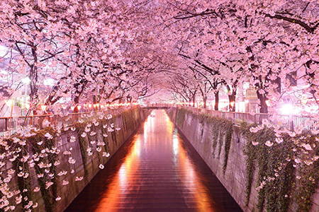 فستیوال گل های بهاری,فستیوال شکوفه های گیلاس ژاپن,فستیوال ساکورا