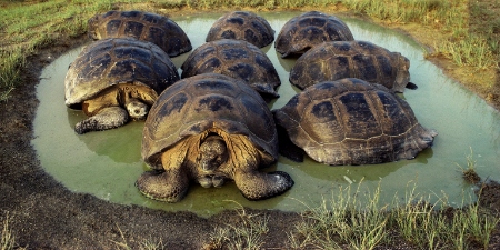 جزایر گالاپاگوس, جزایر گالاپاگوس در کجاست, لاکپشت های غول پیکر جزایر گالاپاگوس