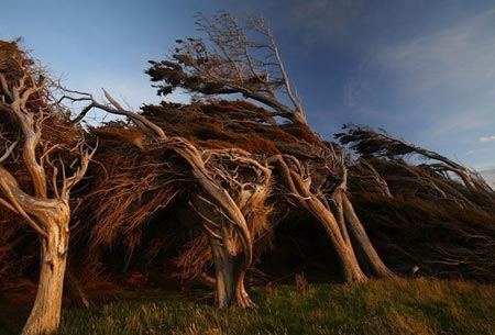 درخت های طوفانی,درخت های طوفانی در نیوزلند,عجایب طبیعی