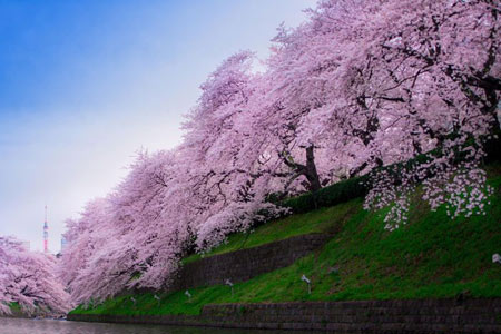 فصل شکوفه های گیلاس در ژاپن (+عکس) 1