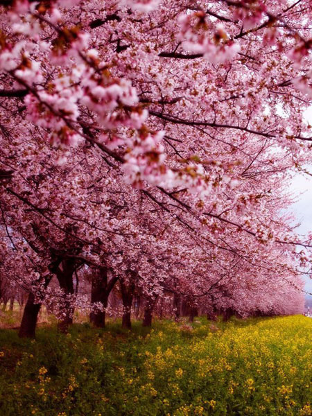 درخت گیلاس,شکوفه های گیلاس,دیدنیهای ژاپن درخت گیلاس,شکوفه های گیلاس,دیدنیهای ژاپن