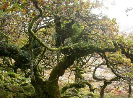 جنگل اسرارآمیز ویستمن در انگلیس + تصاویر 1