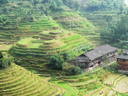 عجیب ترین و زیباترین مزارع برنج دنیا + تصاویر 1