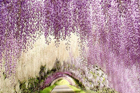 تونل گل ویستریا, دیدنی های ژاپن, باغ کاواچی فوجی