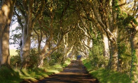 تونل درختی,مکانهای دیدنی ایرلند,تونلی از جنس درخت در ایرلند