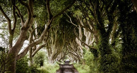 تونل درختی,عکس های تونل درختی,مکانهای دیدنی ایرلند