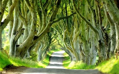تونل درختی,تونلی از جنس درخت در ایرلند,مکانهای دیدنی ایرلند