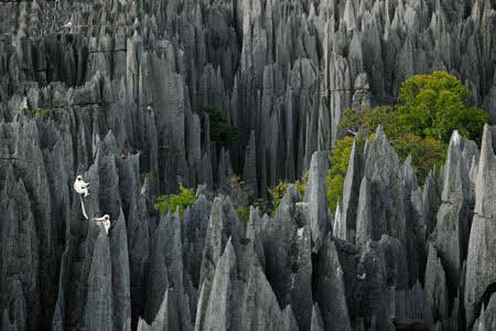 جنگل صخره ای مکانی‌ شگفت‌انگیز در ماداگاسکار 1