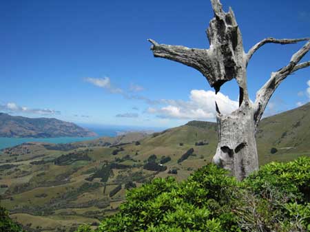 گشت و گذار در طبیعت وحشی نیوزیلند 1