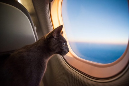 حمل حیوان خانگی با هواپیما