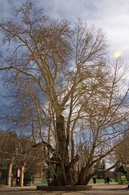 درخت چنار قدیمی طاق‌بستان