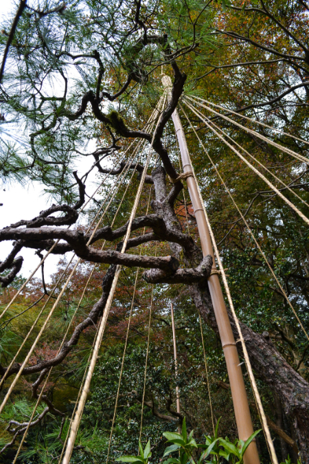 ساخت یوکوتسوری برای درختان 