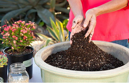 بهترین و مناسبترین خاک گلدان در گیاهان آپارتمانی,خرید خاک گلدان,خاک گلدان آپارتمانی