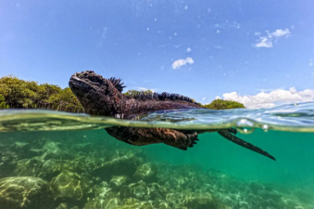 عکسهای جالب,عکسهای جذاب,یک ایگوانای دریایی در حال شنا در خلیج تورتوگا در اکوادور