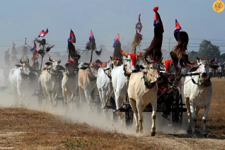 مسابقه با گاو و گاری در کامبوج،اخبار گوناگون،خبرهای گوناگون