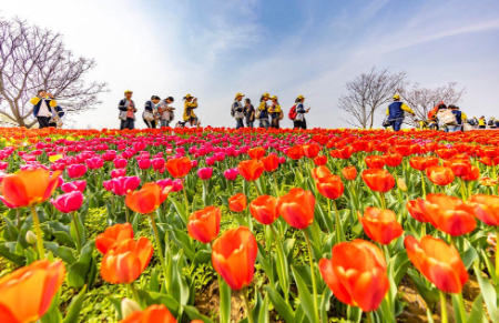 عکسهای جالب,عکسهای جذاب,شکوفه های گل در نزدیکی تالاب دریاچه هونگزه در سوچیان چین