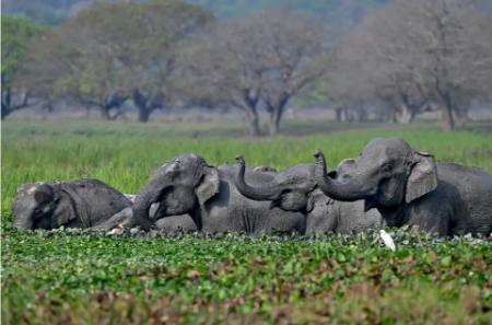 عکسهای جالب,عکسهای جذاب,گله ای از فیل های وحشی آسیایی در تالابی در 