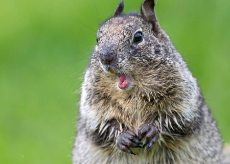 عکسهای جالب,عکسهای جذاب,یک سنجاب وحشی کالیفرنیایی