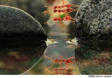 عکس مورچه,پل سازي مورچه ها