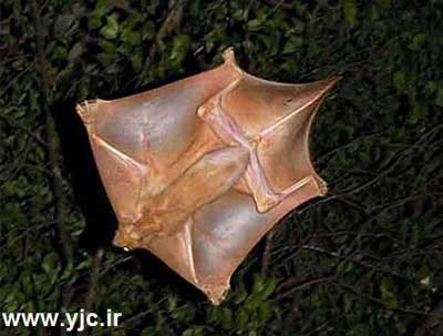پرنده های عجیب , موجودات پرنده