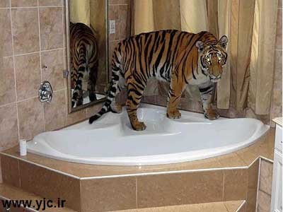 زندگی با ببر در خانه