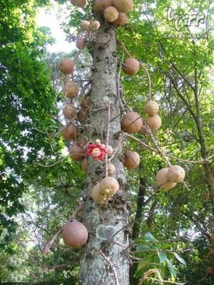 اخبار,اخبار گوناگون,درختی عجیب با میوه های مرگبار