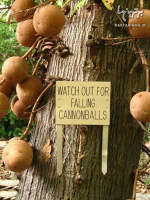 اخبار,اخبار گوناگون,درختی عجیب با میوه های مرگبار