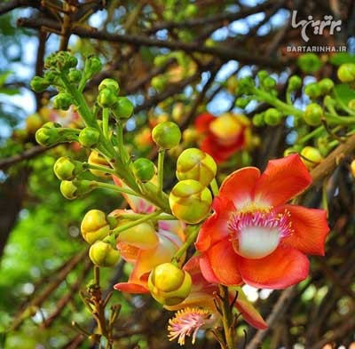 اخبار,اخبار گوناگون,درختی عجیب با میوه های مرگبار
