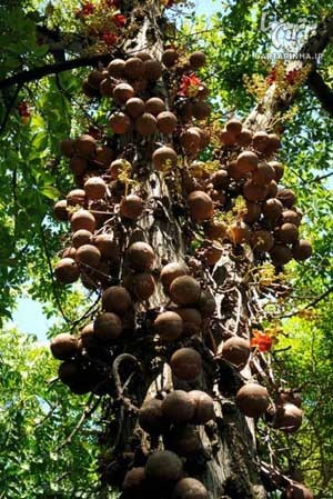 اخبار,اخبار گوناگون,درختی عجیب با میوه های مرگبار