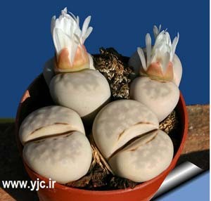 تصاویر عجیب ترین گیاهان دنیا , تصاویر گیاه گل سنگ تصاویر عجیب ترین گیاهان دنیا , تصاویر گیاه گل سنگ