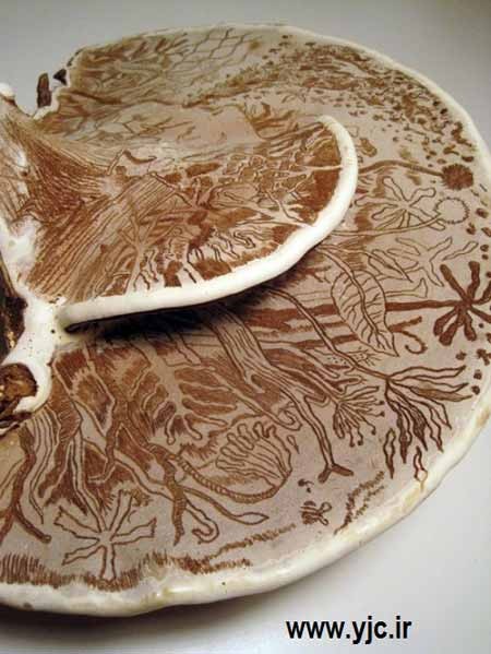 هنرنمایی روی قارچ , اخبار گوناگون هنرنمایی روی قارچ , اخبار گوناگون