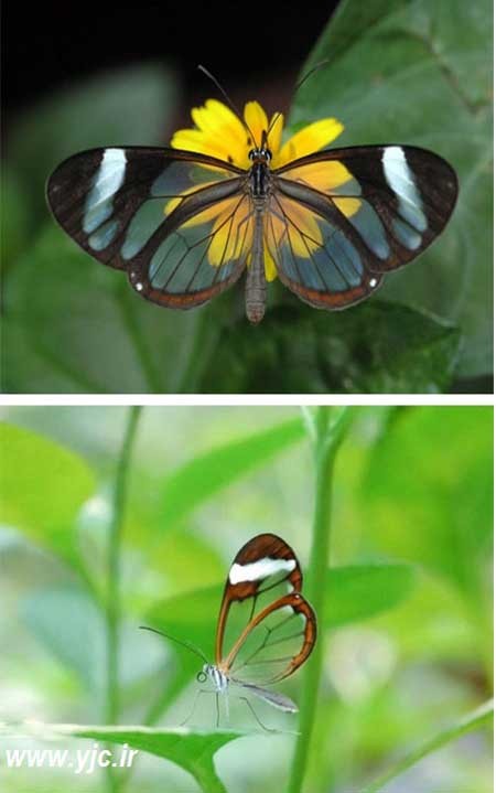 شگفت انگیزترین پروانه های دنیا